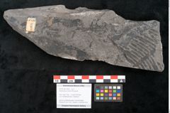 Foto (Objekt + Etikett) von Asterocarpus meriani Brongniart (NHMW-GEO-2024-0188-10608)